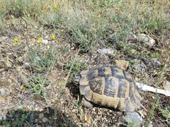 Testudo graeca