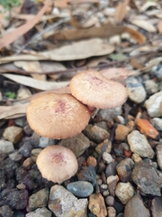 Inocybe violaceocaulis