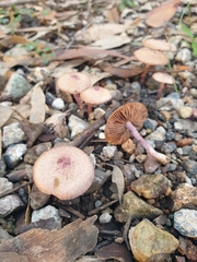 Inocybe violaceocaulis