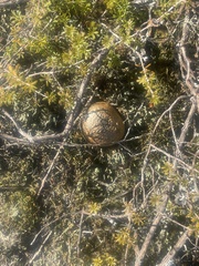 Pisolithus thermaeus