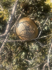 Pisolithus thermaeus