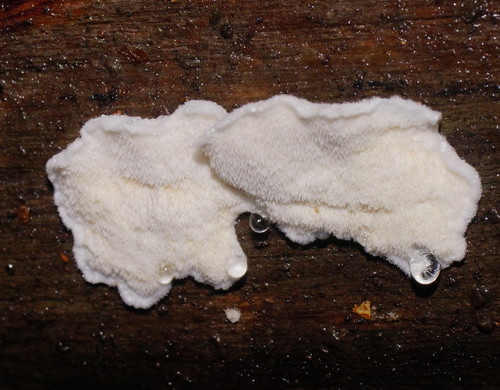 Tyromyces lacteus image