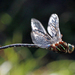Eastern Shadow Darner - Photo (c) Denis Doucet, some rights reserved (CC BY-NC), uploaded by Denis Doucet