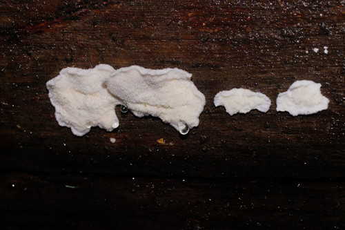 Tyromyces lacteus image