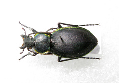 Carabus marginalis