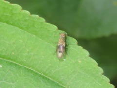 Trixoscelis obscurella