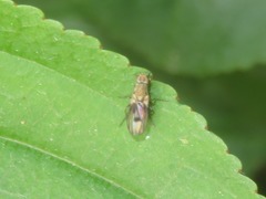 Trixoscelis obscurella