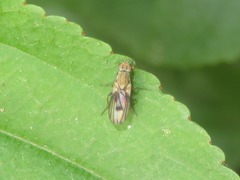 Trixoscelis obscurella