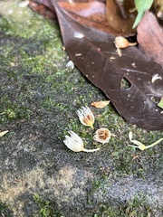 Elaeocarpus decipiens