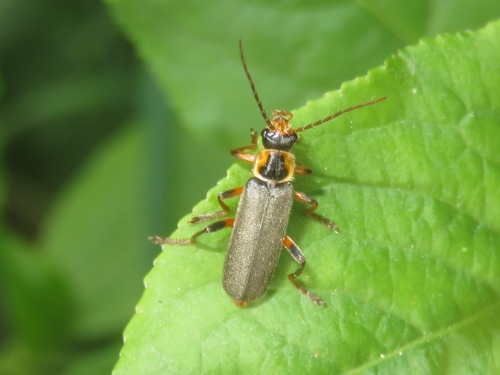 Grey Sailor Beetle, Scheveningen, Den Haag, Nederland, photo 6 of 10