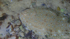 Synapturichthys kleinii