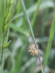 Subcoccinella vigintiquatuorpunctata