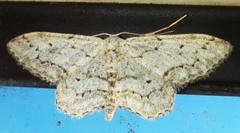 Idaea incisaria