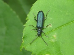 Ischnomera cyanea