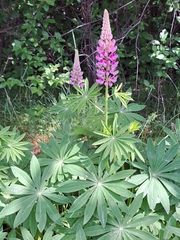 Lupinus polyphyllus