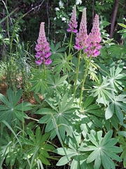 Lupinus polyphyllus