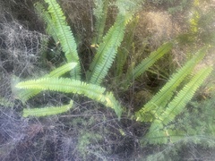 Nephrolepis flexuosa