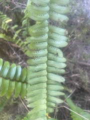 Nephrolepis flexuosa