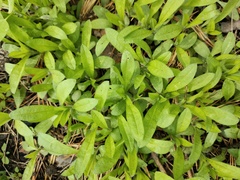 Asperugo procumbens