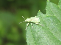 Phyllobius roboretanus