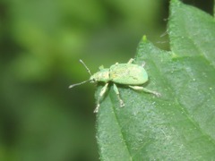 Phyllobius roboretanus