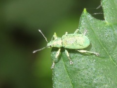 Phyllobius roboretanus