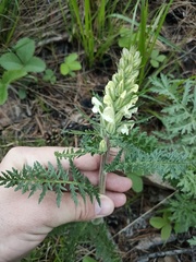 Pedicularis physocalyx