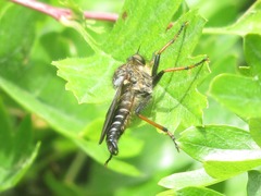 Pamponerus germanicus