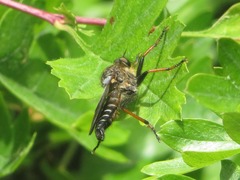 Pamponerus germanicus