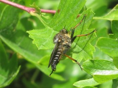 Pamponerus germanicus