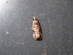 Lobesia botrana