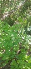 Thalictrum baicalense
