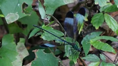 Psolodesmus mandarinus mandarinus