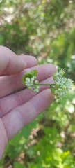 Thalictrum baicalense