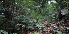 Psolodesmus mandarinus mandarinus