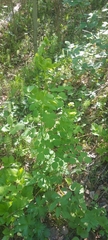 Thalictrum baicalense