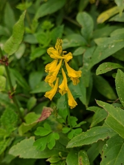 Corydalis juncea