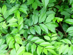 Cipadessa baccifera