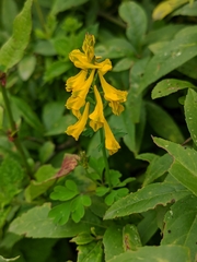 Corydalis juncea