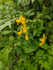 Corydalis juncea