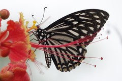 Papilio clytia clytia