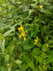 Corydalis juncea