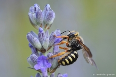 Rhodanthidium septemdentatum