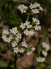 Valeriana tripteris