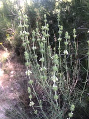 Sideritis × angustifolia