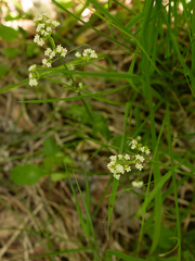 Valeriana tripteris