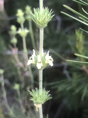 Sideritis × angustifolia