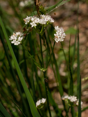 Valeriana tripteris