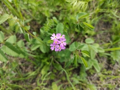 Primula longiscapa