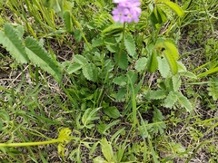 Primula longiscapa